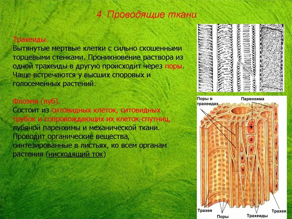 Проводящие ткани растений фото Картинки ПОЯВЛЕНИЕ ПРОВОДЯЩИХ ТКАНЕЙ У РАСТЕНИЙ