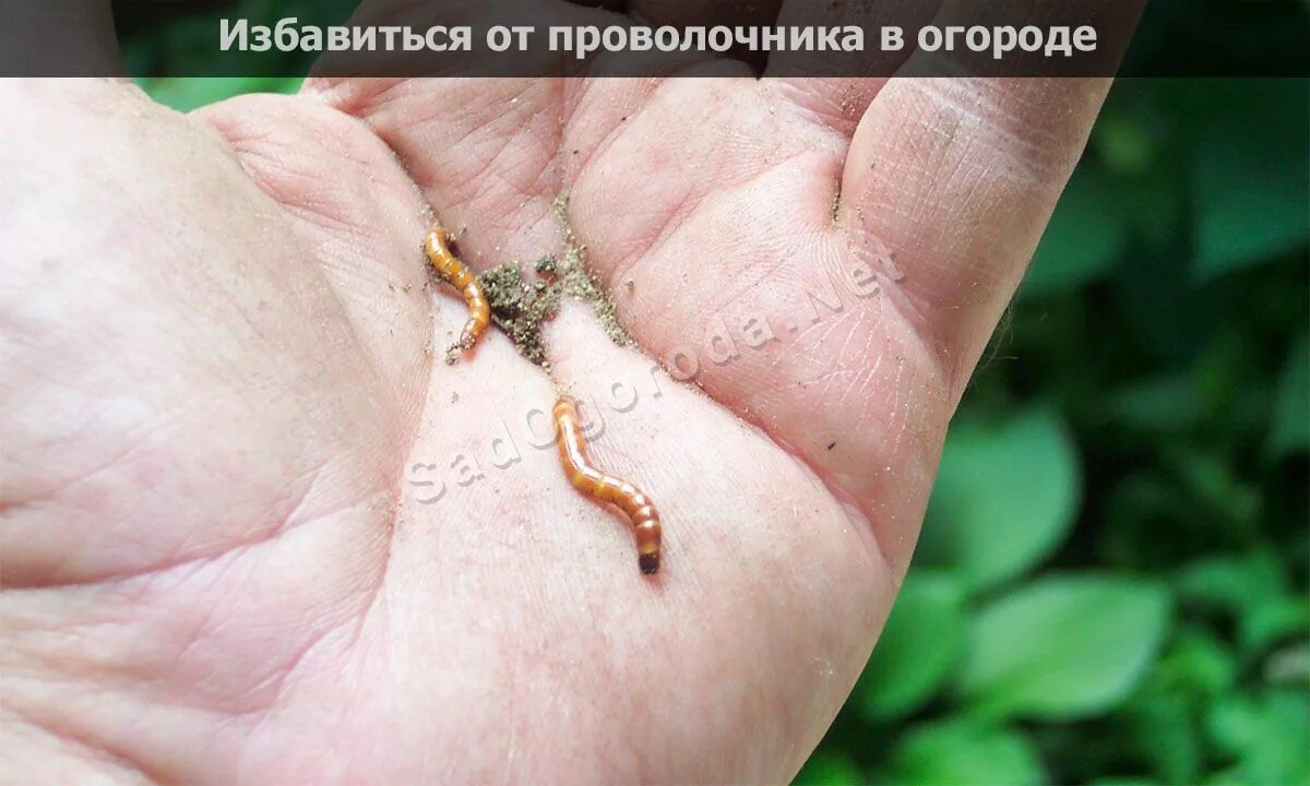 Проволочник фото жука и личинок избавиться от проволочника в огороде