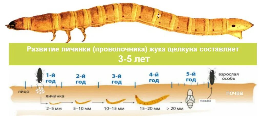 Проволочник фото жука и личинок Проволочник. Как бороться с жуком щелкуном? - Аграрная социальная сеть