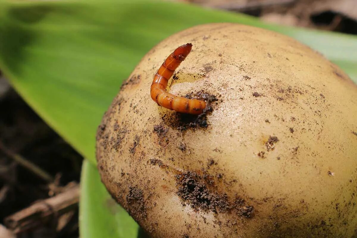 Проволочник картофеля фото How to Grow Potatoes in Straw Gardener’s Path