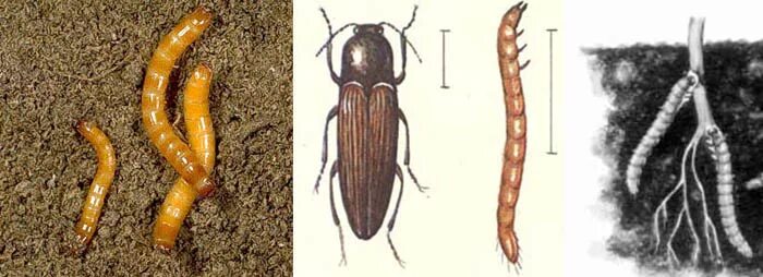 Проволочник личинка жука щелкуна фото Проволочники (личинки жуков-щелкунов) - Цветочный форум