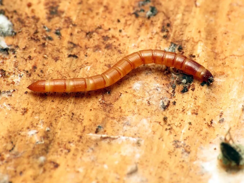 Проволочник личинка жука щелкуна фото Wireworm Chiricahua National Monument, Cochise County, Ari. Flickr