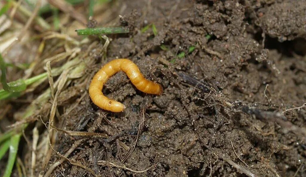 Wireworms - Soybean Pest - Soybean Research & Information Network - SRIN