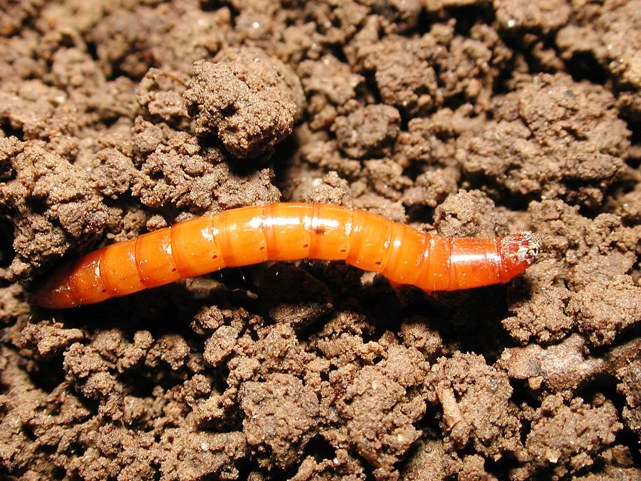 Проволочник личинка жука щелкуна фото Vegetable: Wireworm Center for Agriculture, Food, and the Environment at UMass A