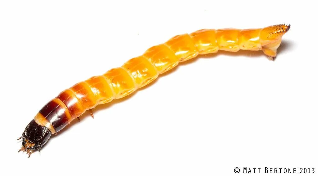 Проволочник личинка жука щелкуна фото eyed click beetle larva (Elateridae) Beetle, Larvae, Arthropods