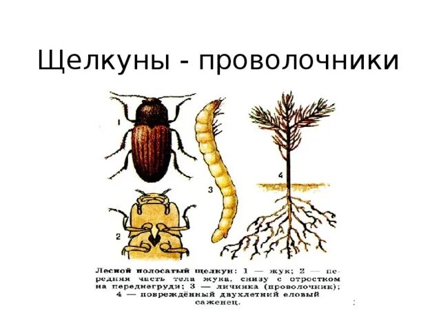 Проволочник стадии развития фото с описанием Насекомые вредители и энтомофаги Хабаровского края