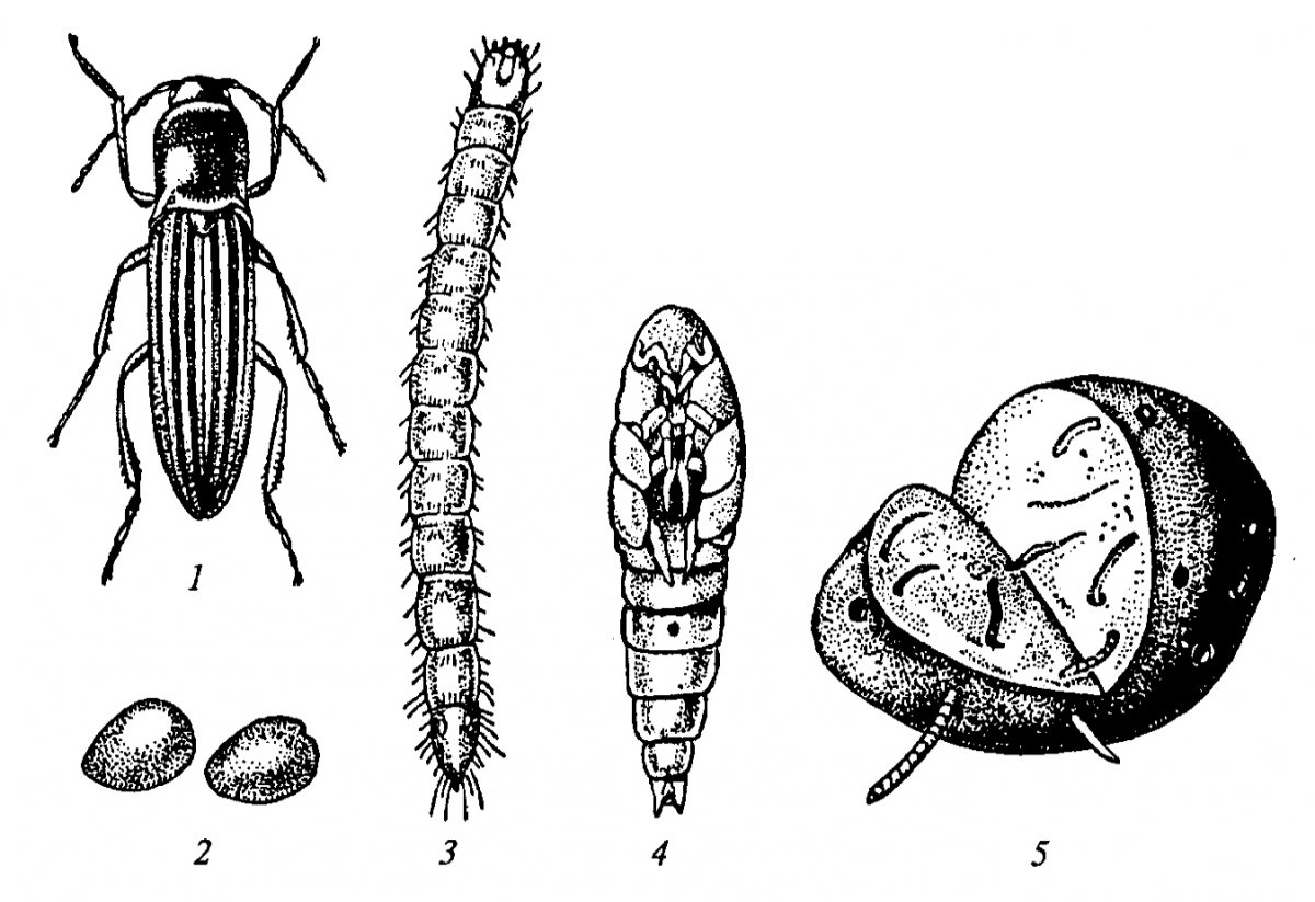 Проволочник стадии развития фото с описанием Жук щелкун проволочник (58 фото)