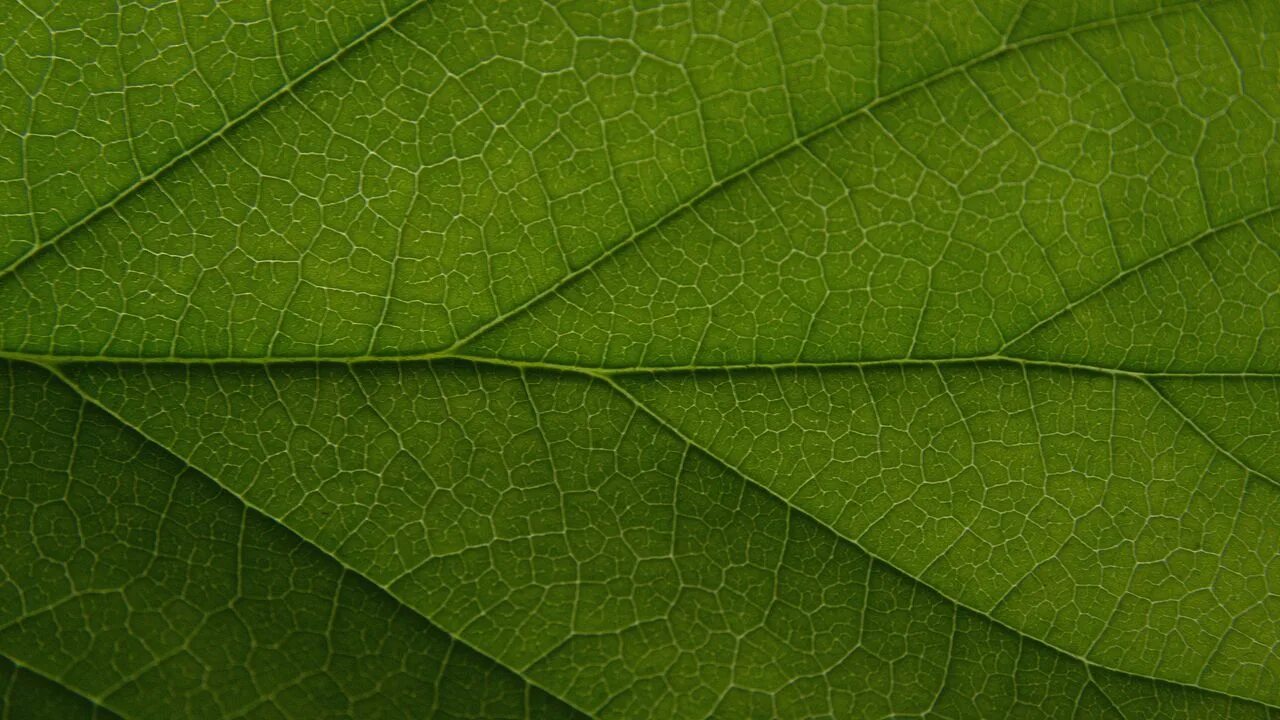 Прожилки листа фото Wallpaper leaf, veins, lines, macro, green, greenery hd, picture, image