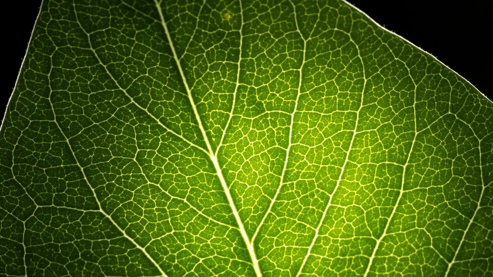 Прожилки листа фото Download wallpaper 1920x1080 leaf, light, veins, macro, green full hd, hdtv, fhd