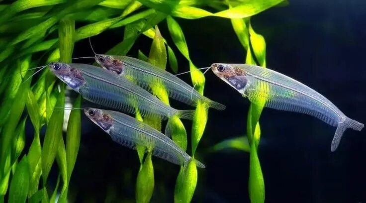 Прозрачная аквариумная рыбка фото Glass Catfish: The Complete Care Guide - Fishkeeping World Glass catfish, Fresh 