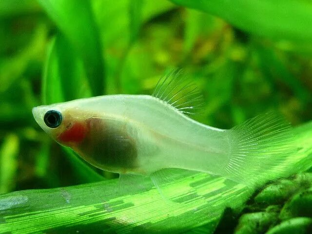 Прозрачная аквариумная рыбка фото White Platy Fish in a Freshwater Aquarium