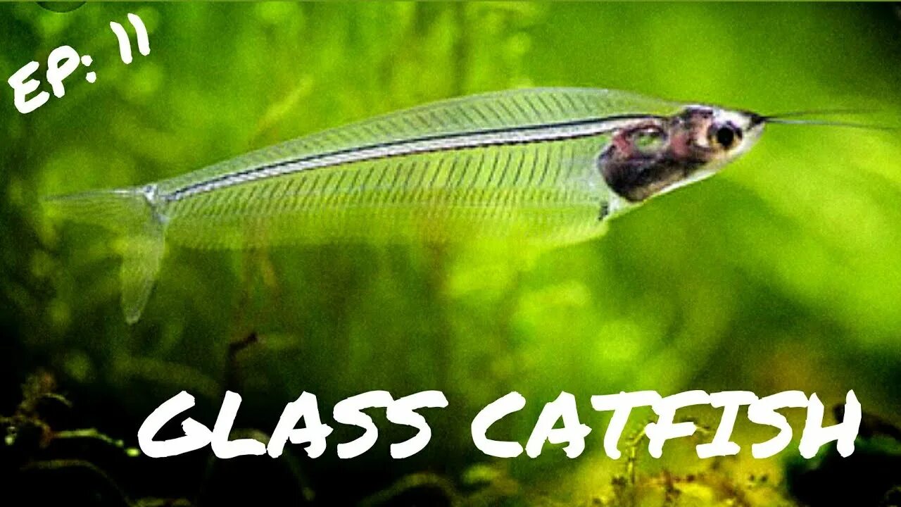 Прозрачная аквариумная рыбка фото BEGINNER FISH: Ghost Glass Catfish - YouTube