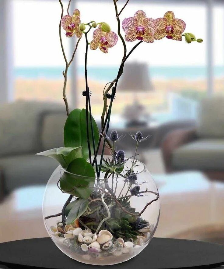 Прозрачная орхидея фото Orchid and Succulent Single Garden - orchid - succulents - bubble bowl -Beneva F