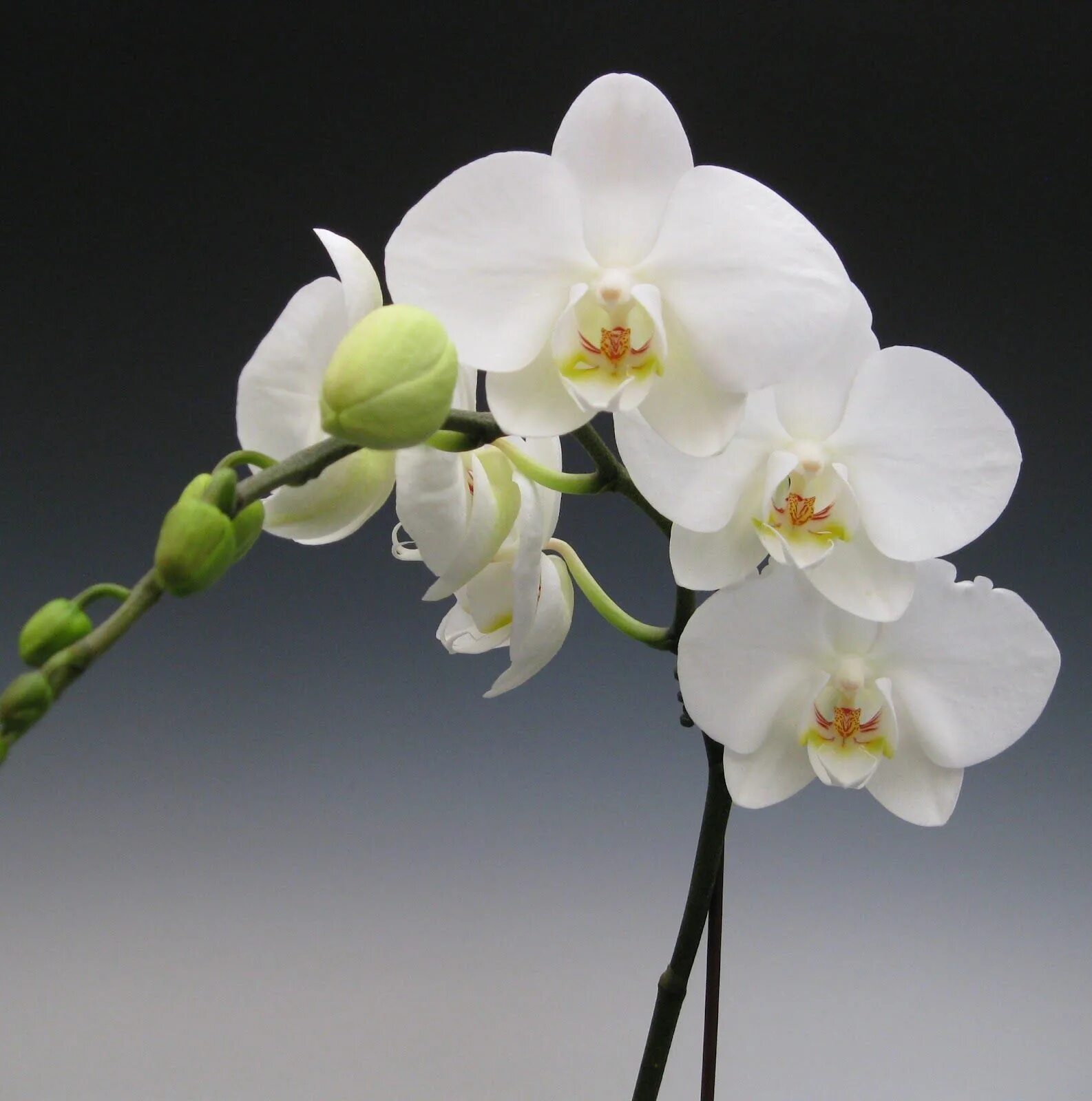 Прозрачная орхидея фото Phalaenopsis Orchid flower, White orchids, Orchids