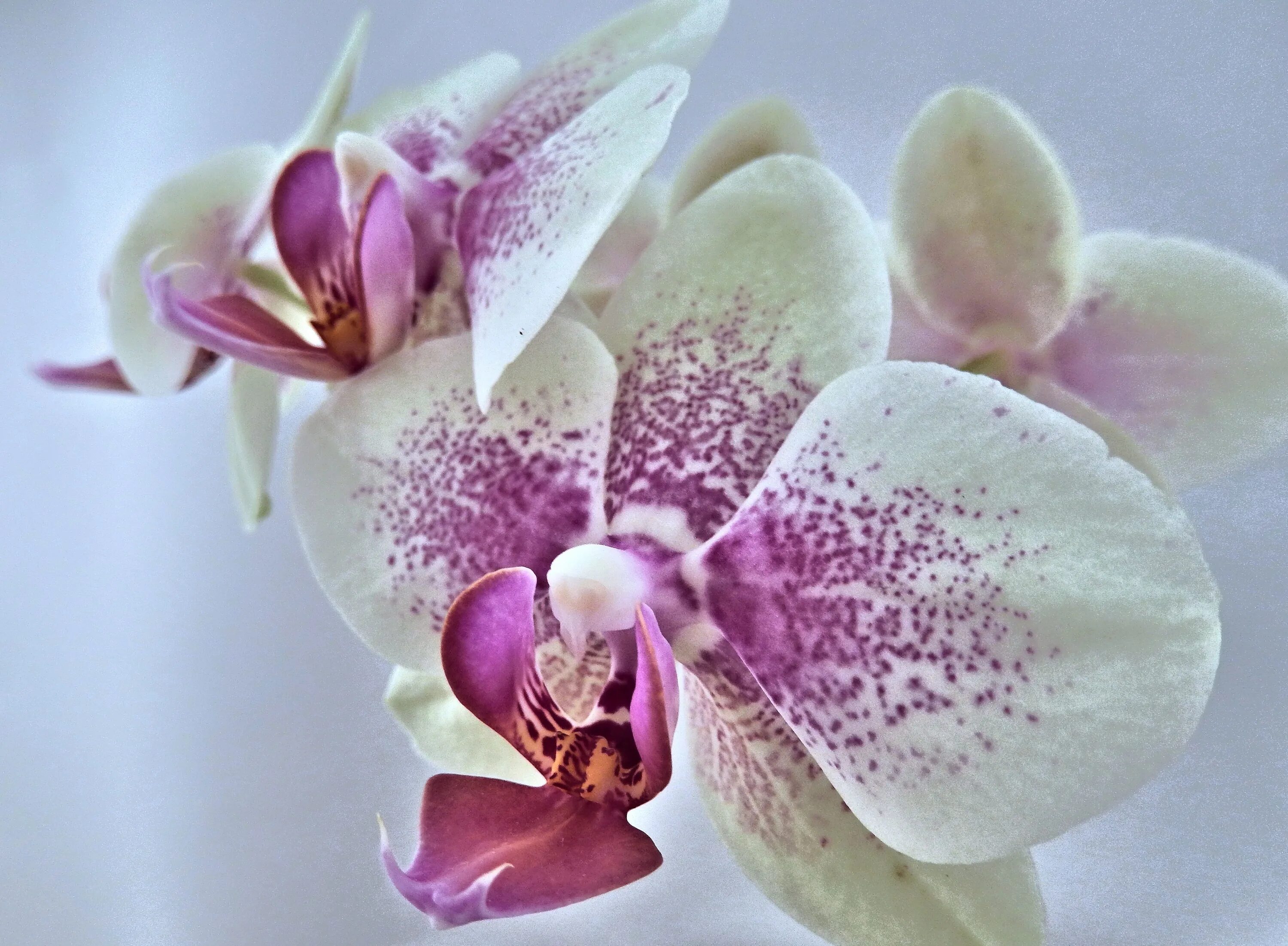 Прозрачная орхидея фото Orchid Miniature Pink close-up free image download