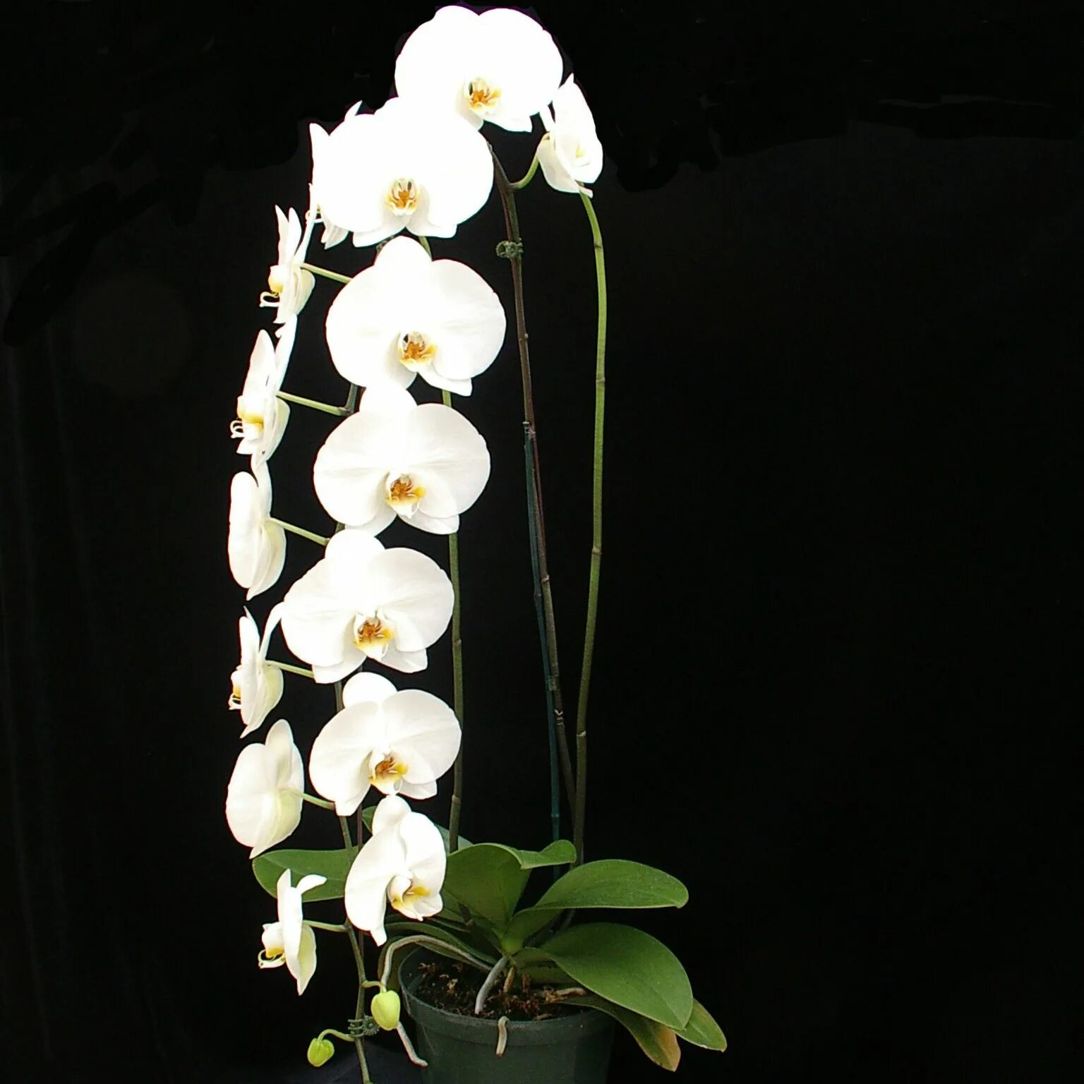 Прозрачная орхидея фото Phalaenopsis Orchid: How to Get More Blooms