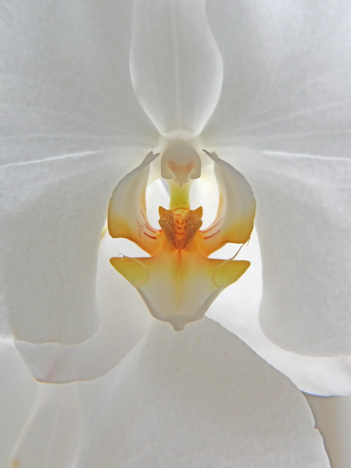 Прозрачная орхидея фото Free Images : white, flower, petal, lamp, yellow, lighting, potted plant, orchid