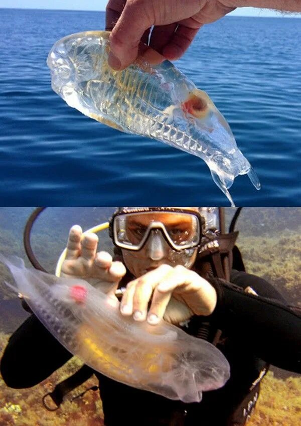 Прозрачная рыба фото Transparent salp fish known as Salpa Maggiore Cool sea creatures, Beautiful sea 