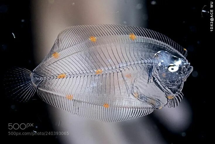 Прозрачная рыба фото X-ray by hmap666 Marine life, Fish, Life photo