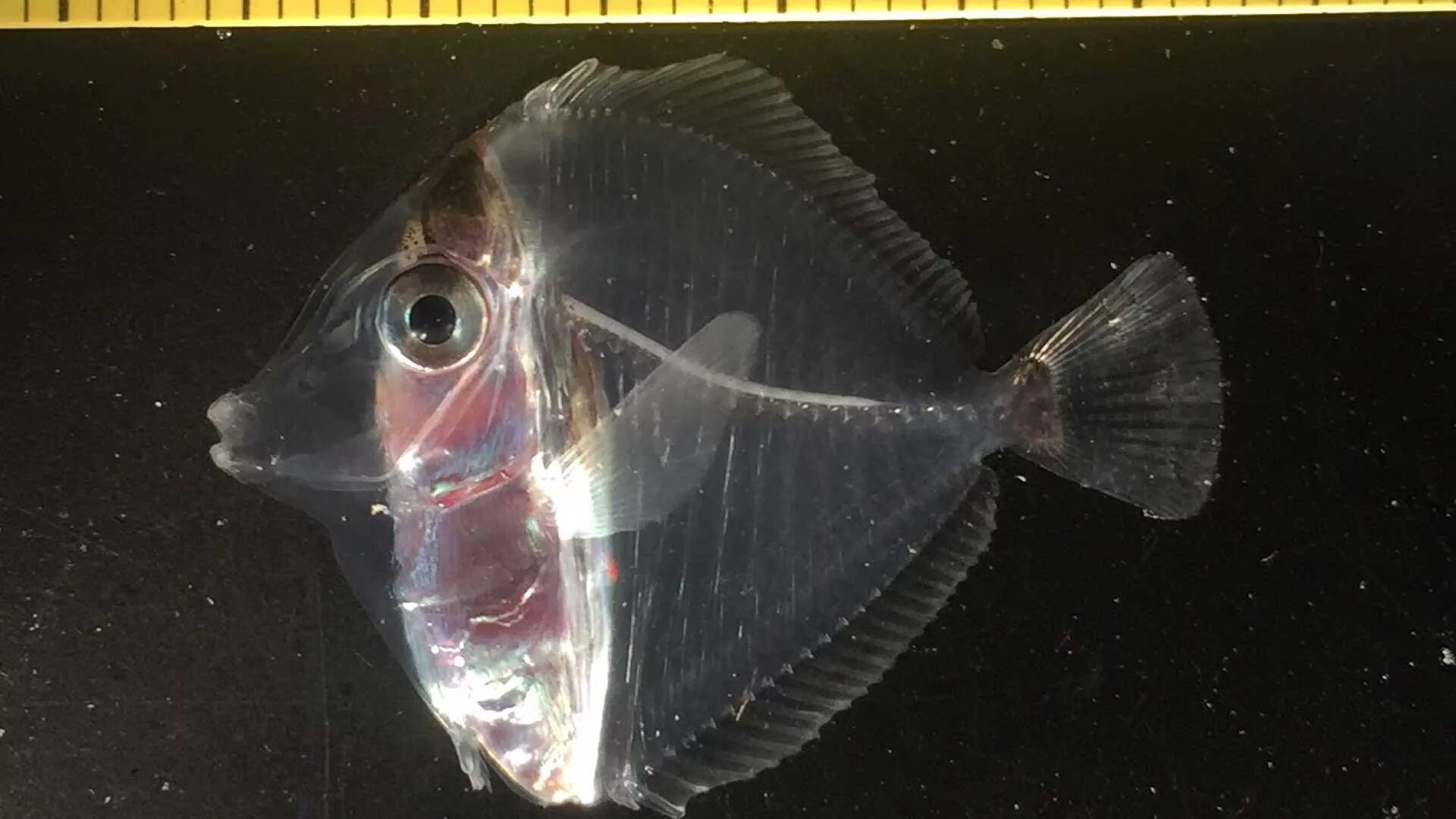 Прозрачная рыба фото Progress on the Yellow Tang, Zebrasoma flavescens, at the Oceanic Institute - Ri