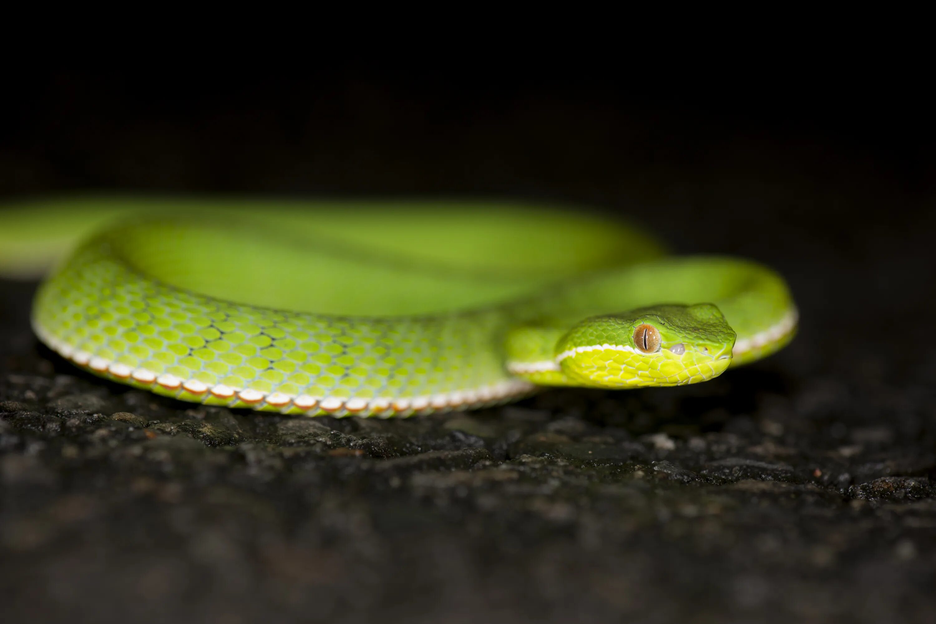 Прозрачная змея фото File:Trimeresurus stejnegeri (34131660004).jpg - Wikimedia Commons