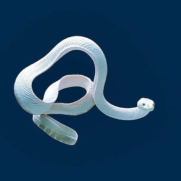 Прозрачная змея фото Hydrophis elegans) elegant sea snake The elegant sea snake (Hydrophis elegans) i