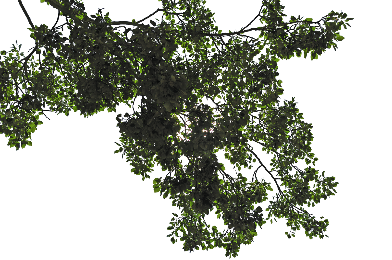 Прозрачное дерево фото Tree Leaves PNG Transparent Image - PNG Mart