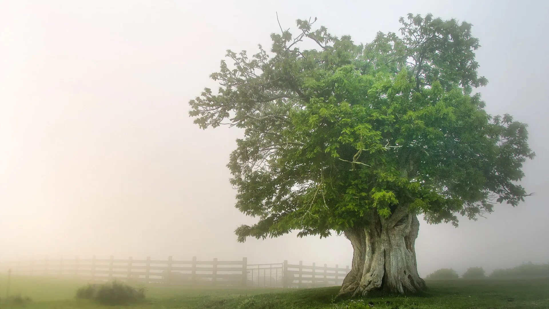 Прозрачное дерево фото Download wallpaper field, nature, fog, tree, section nature in resolution 1920x1