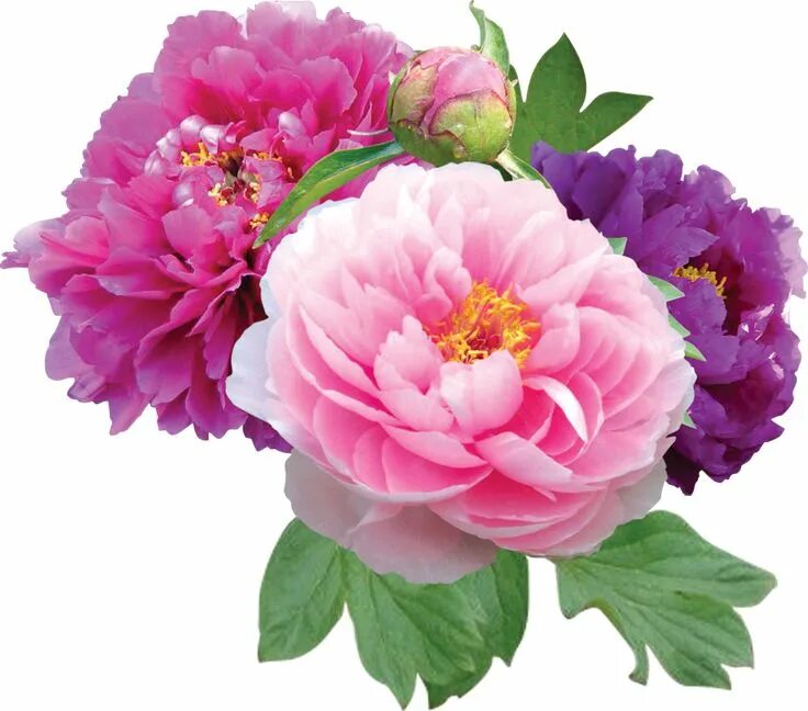 Прозрачные фото цветов Transparent PNG Cliparts - page 82 Peonies, Flowers, White flower png