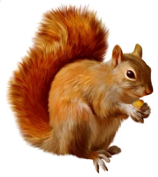 Прозрачные картинки диких животных Squirrel Clipart Squirrel clipart, Squirrel, Animals