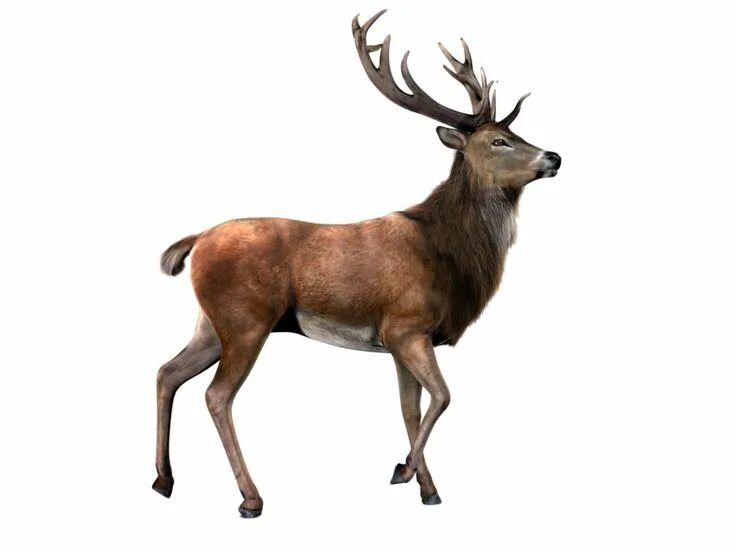 Прозрачные картинки диких животных Elk PNG Animals wild, Animals, Deer