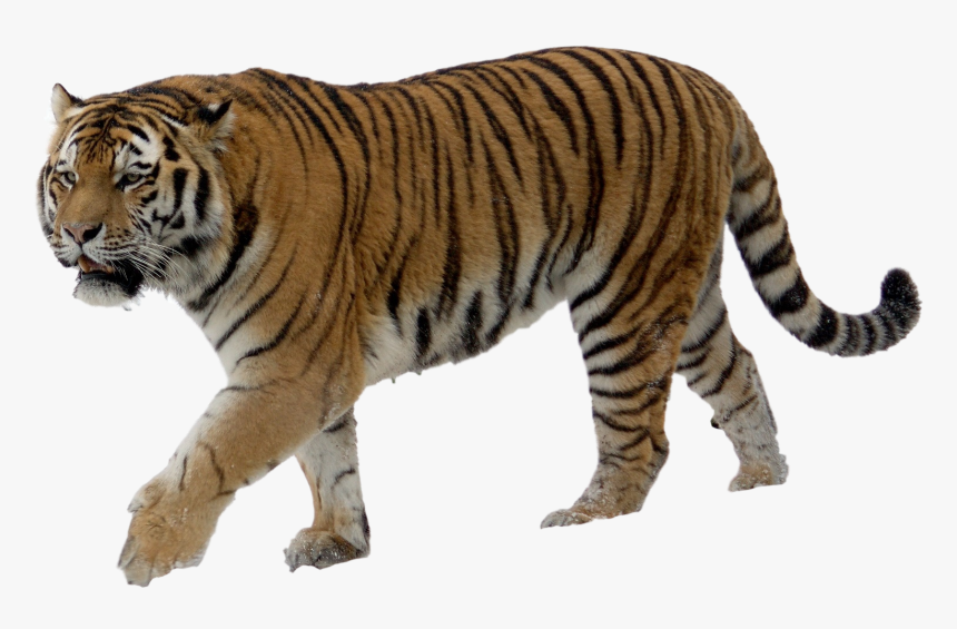 Прозрачные картинки диких животных Tiger Png - Tiger Image Without Background, Transparent Png - kindpng