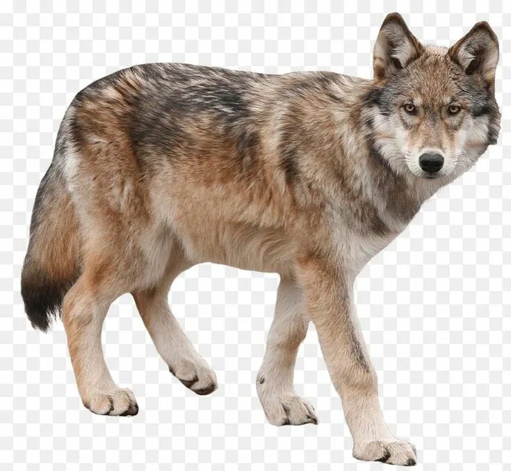 Прозрачные картинки диких животных wolf dog png dog yukon wolf arctic wolf wolf png download 773 712 - 773*712 - pn