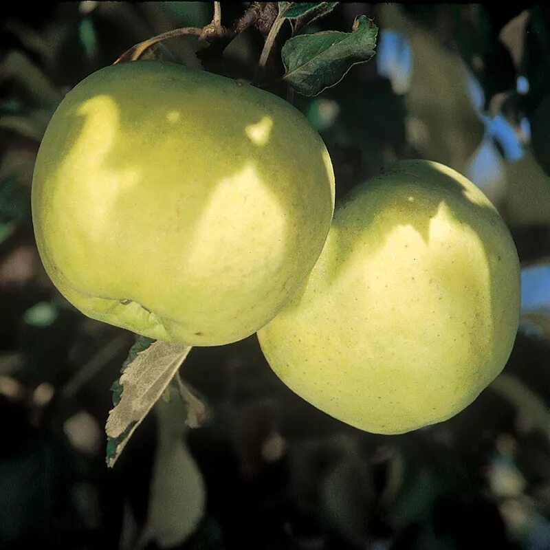 Прозрачные яблоки сорт фото Yellow Transparent Apple Tree from Stark Bro’s Apple tree, Fruit trees, Apple va