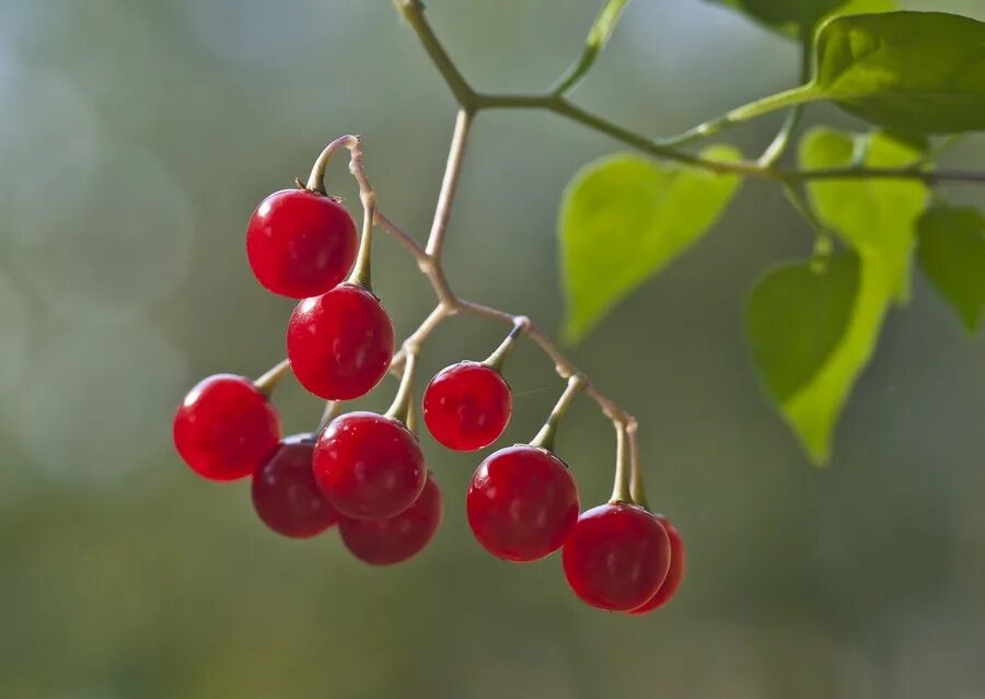 Ghostberries. Historical sites, Succulents, Mistletoe