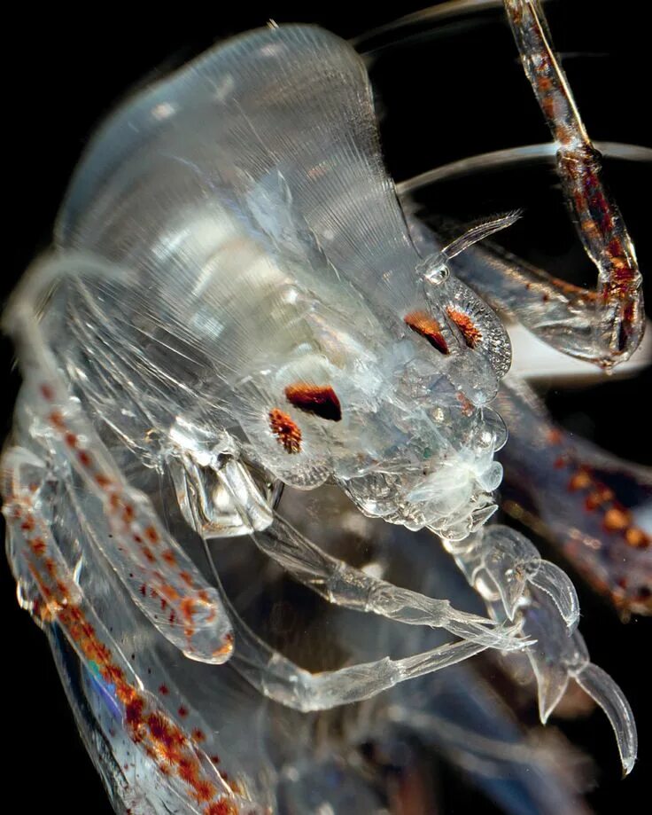 Прозрачные животные фото Pin on Sea creatures.