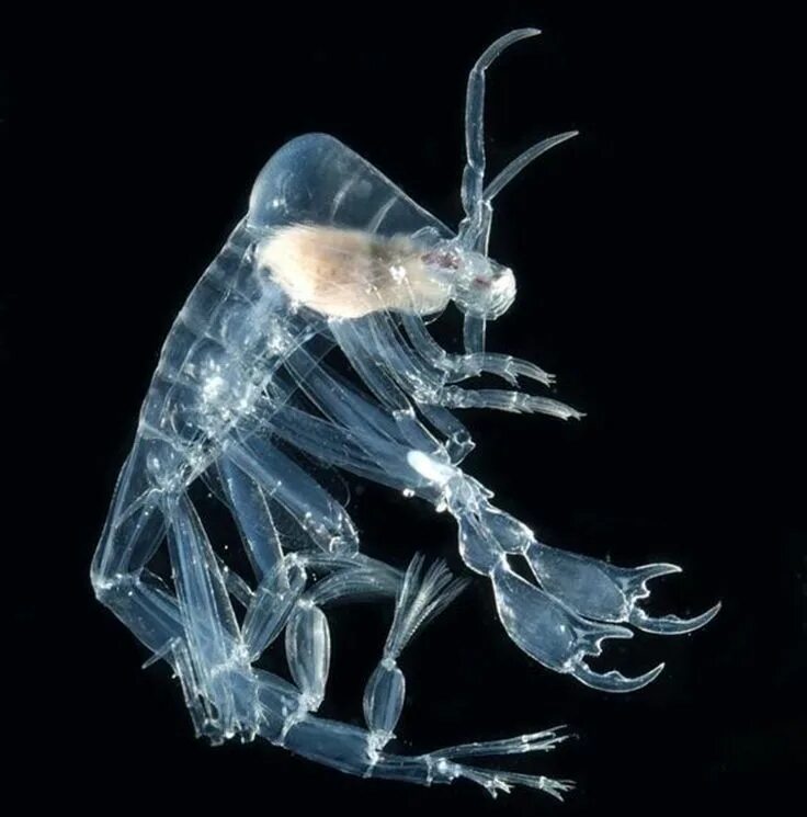 Прозрачные животные фото Transparent Animals That Clearly Have Nothing To Hide Deep sea creatures, Ocean 