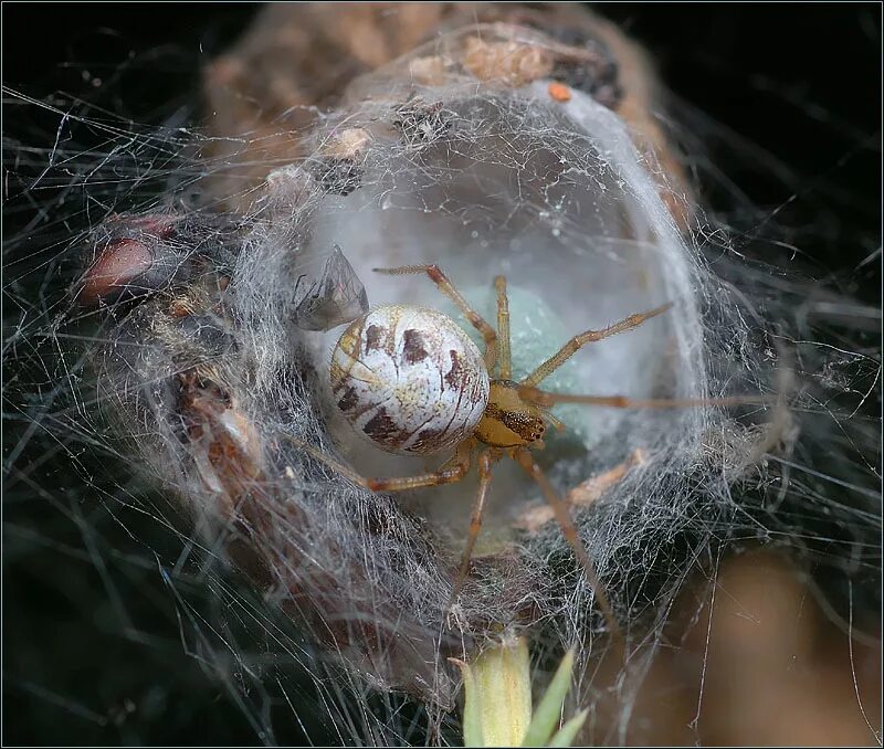 Прозрачный паук фото MacroID.RU - Гнездовье.