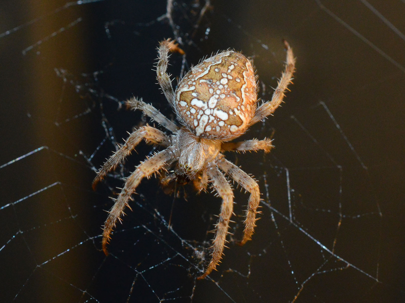 Прозрачный паук фото File:Araneus diadematus 257107384.jpg - Wikipedia