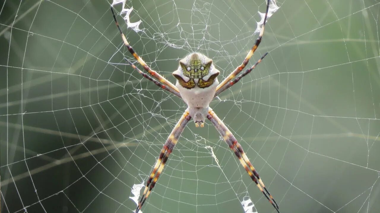 Прозрачный паук фото the spider - photo slideshow - YouTube