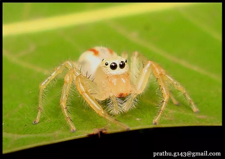 Прозрачный паук фото CalPhotos: Telamonia dimidiata; Two Striped Jumping Spider (Female)