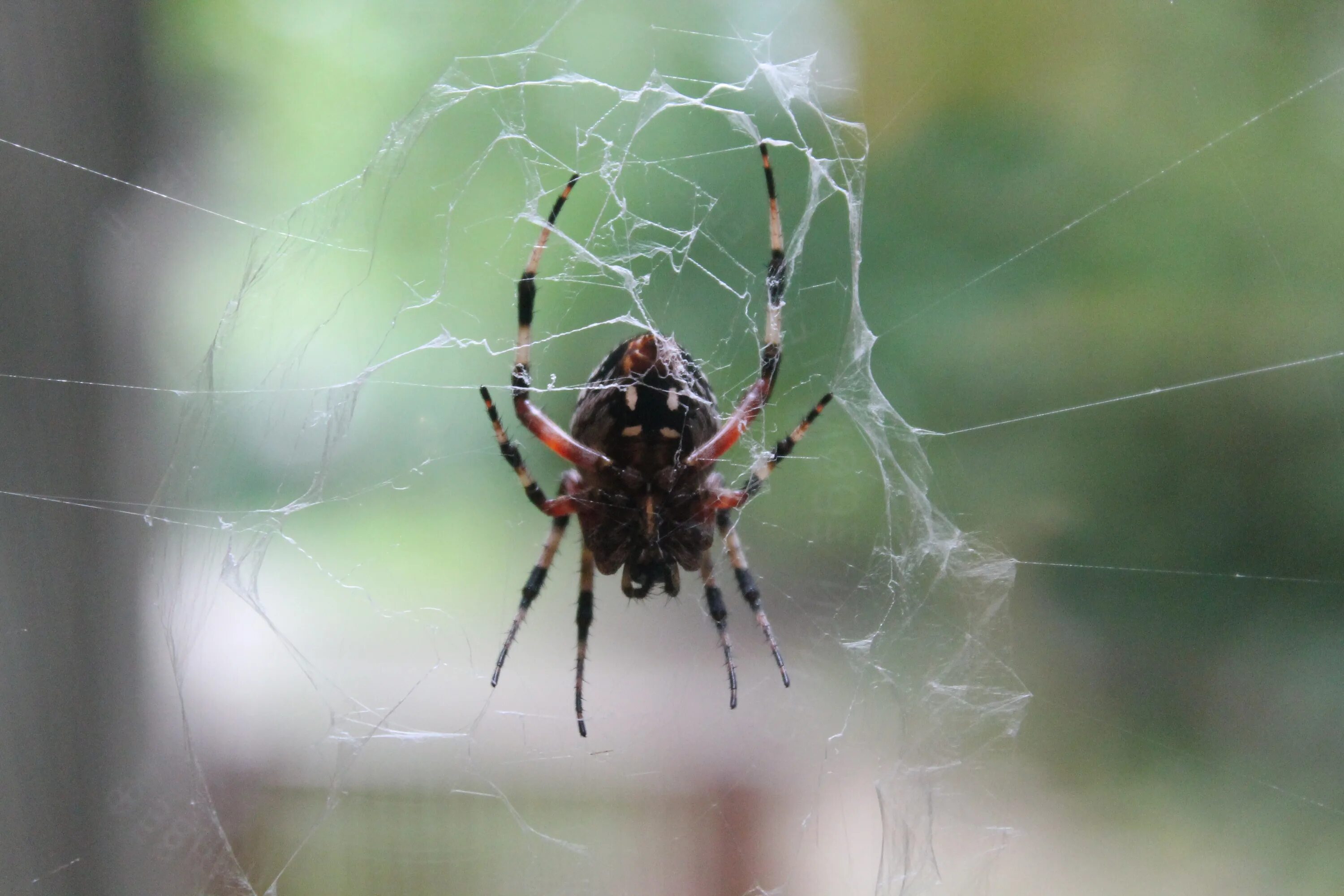 Прозрачный паук фото Free Images : nature, spiderweb, fauna, invertebrate, spider web, cobweb, close 