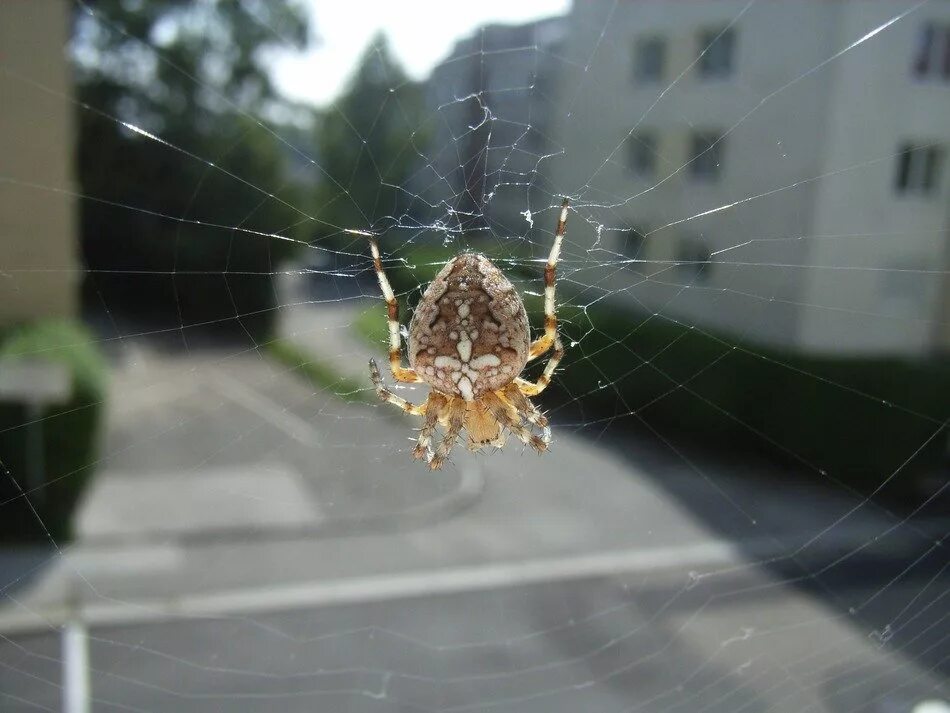 Прозрачный паук фото Spider and web in the city free image download