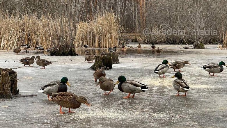 Пруд с утками новосибирск золотодолинская улица фото Утиный пруд покрылся льдом в Новосибирске - Новости Mail