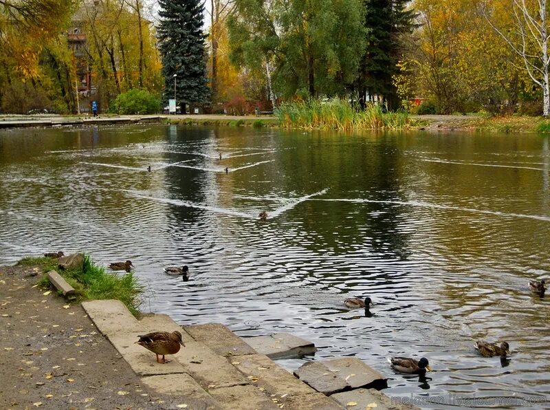 Пруд с утками новосибирск золотодолинская улица фото Екатеринбург. Утиное озеро - Жизнь маленького хоббита - LiveJournal