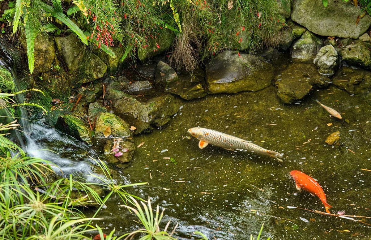 Прудовые рыбы фото и названия Файл:Fish pond at the Gibraltar Botanic Gardens.jpg - Вікіпедія