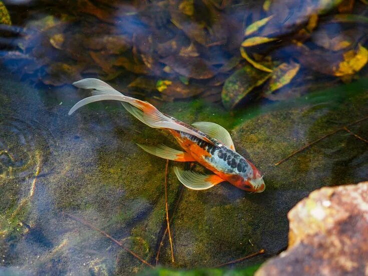 Прудовые рыбы фото и названия orange koi fish on body of water photo - Free Fish Image on Unsplash Photos of f