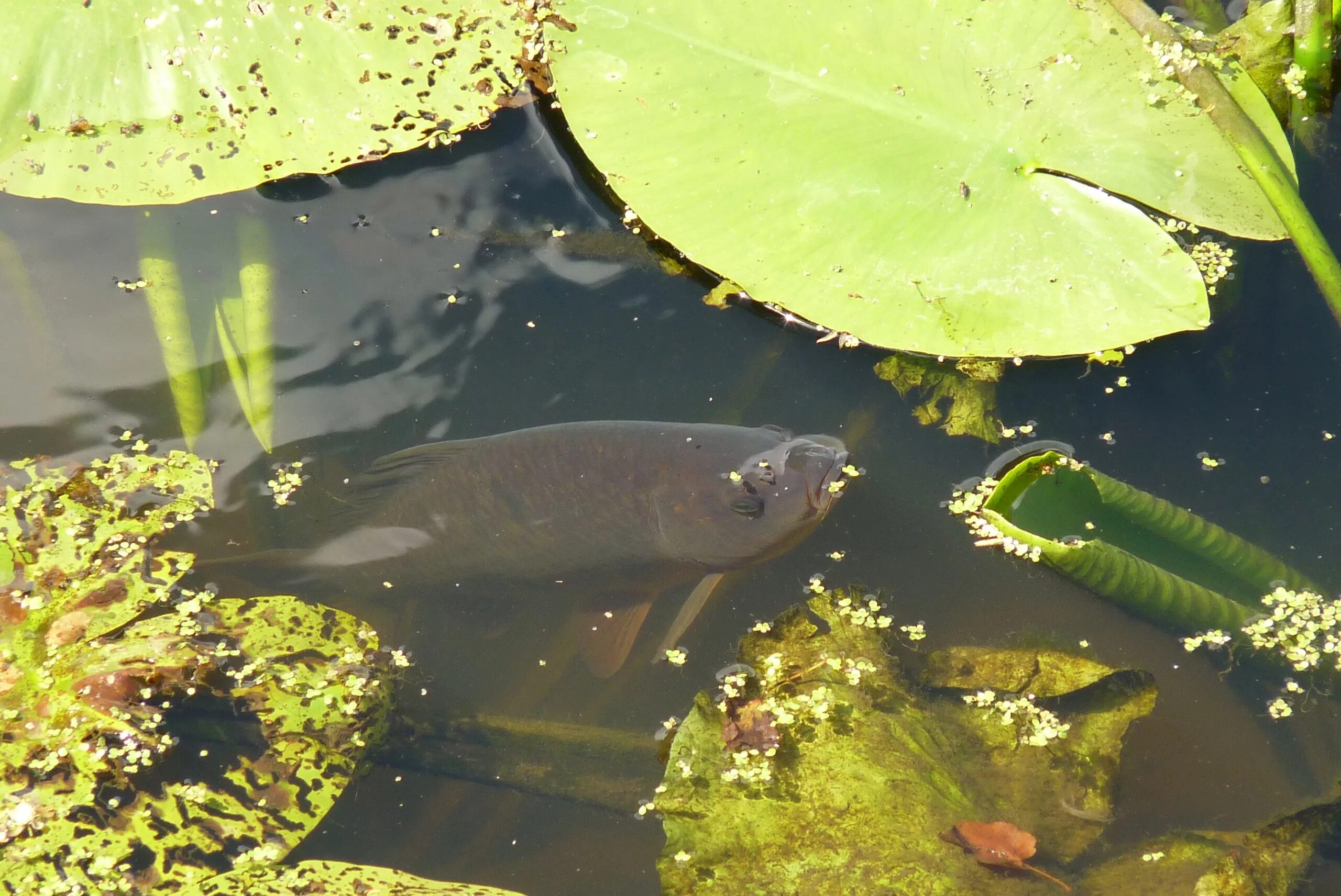 Прудовые рыбы фото и названия Free Images : water, nature, leaf, pond, amphibian, fish, fauna, aquarium, marin