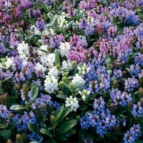 Прунелла посадка и уход фото 50+ PRUNELLA FLOWER SEED MIX / GROUND-COVER / PERENNIAL eBay