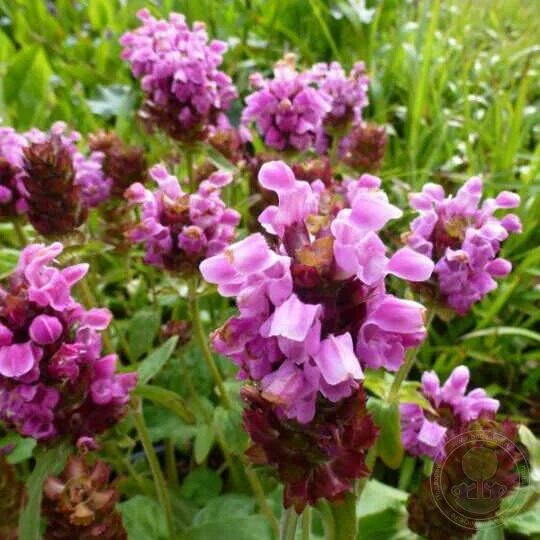 Прунелла посадка и уход фото Черноголовка крупноцветковая Карминеа (Prunella grandiflora Carminea) купить в М